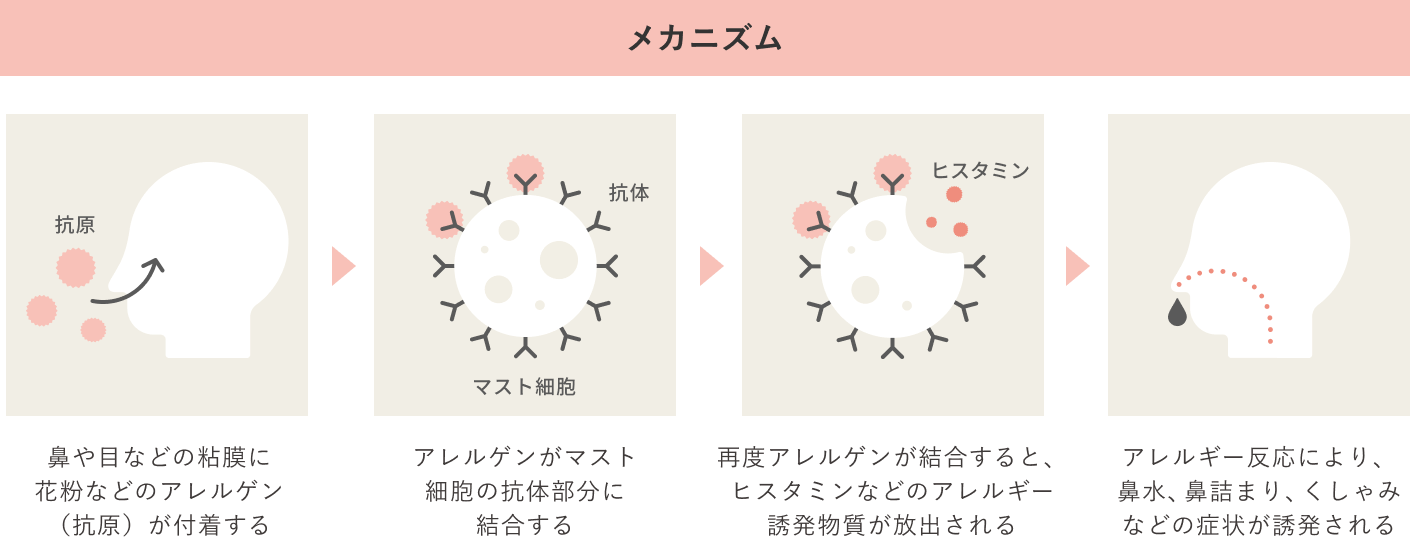 メカニズムの説明...鼻や目などの粘膜に花粉などのアレルゲン（抗原）が付着する → アレルゲンがマスト細胞の抗体部分に結合する → 再度アレルゲンが結合すると、ヒスタミンなどのアレルギー誘発物質が放出される → アレルギー反応により、鼻水、鼻詰まり、くしゃみなどの症状が誘発される