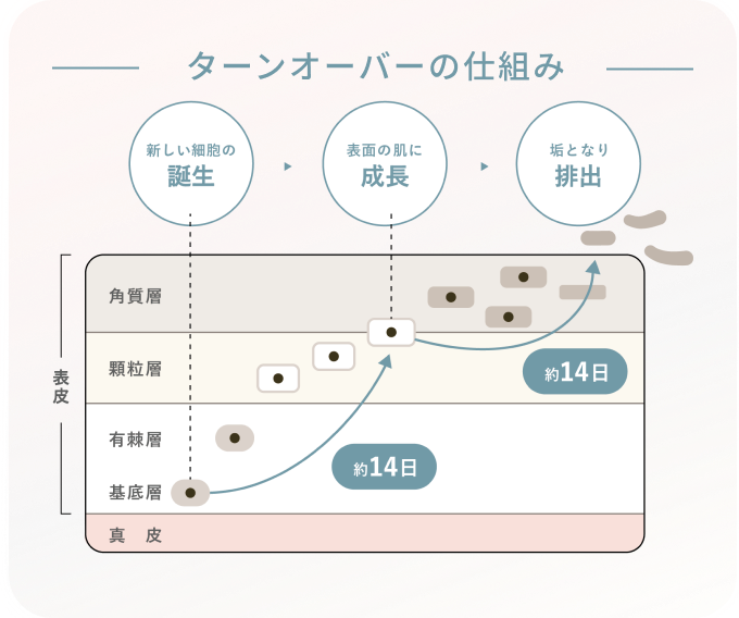 ターンオーバーの仕組み